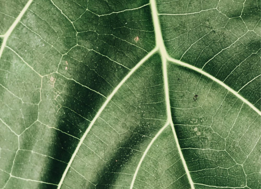Causerie #1 La Nature e-s-t nous Causerie #1 La Nature e-s-t nous